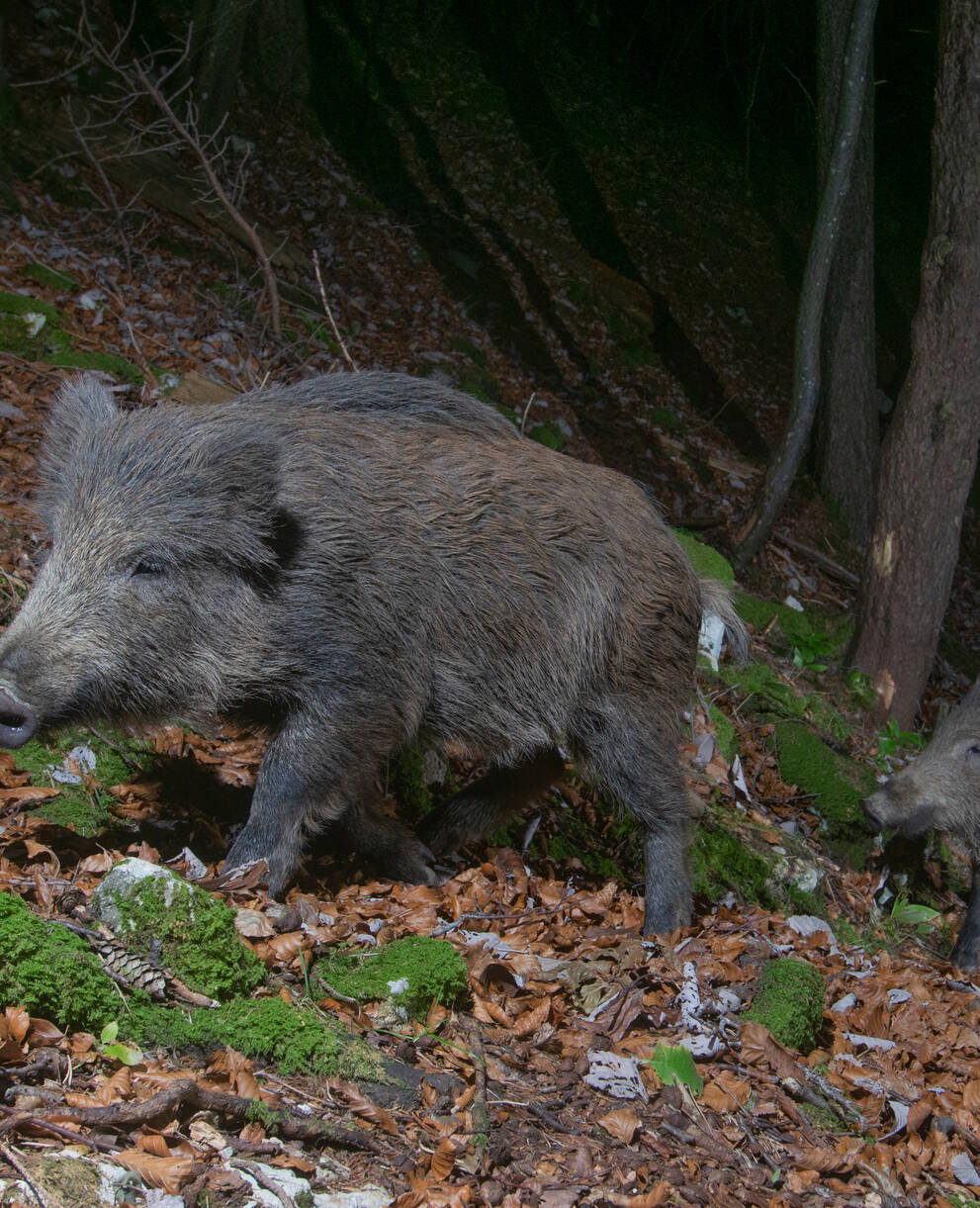 Wildschweine
