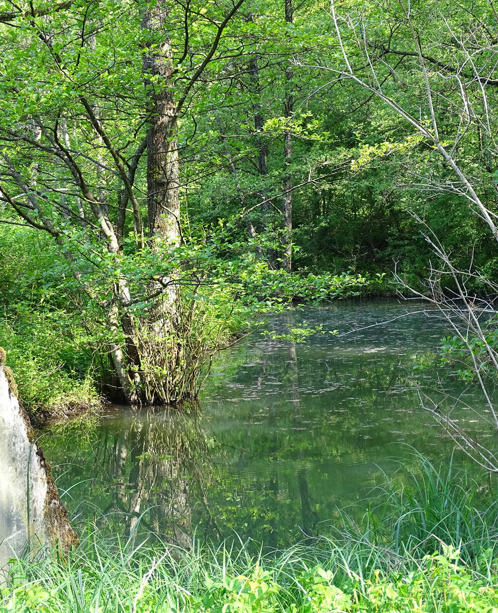 Weiher Kleinlützel