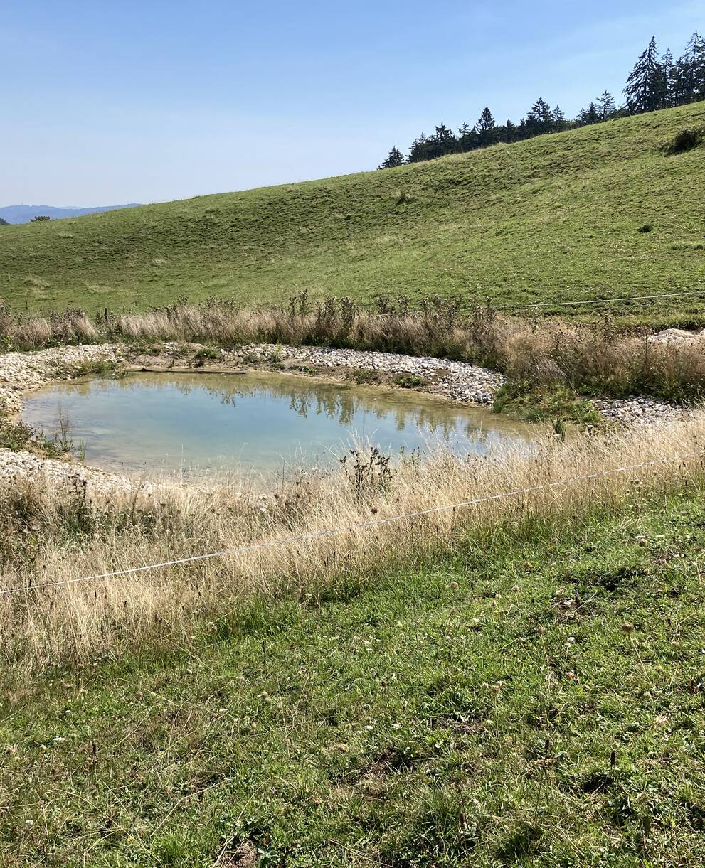 Bärgmattweiher