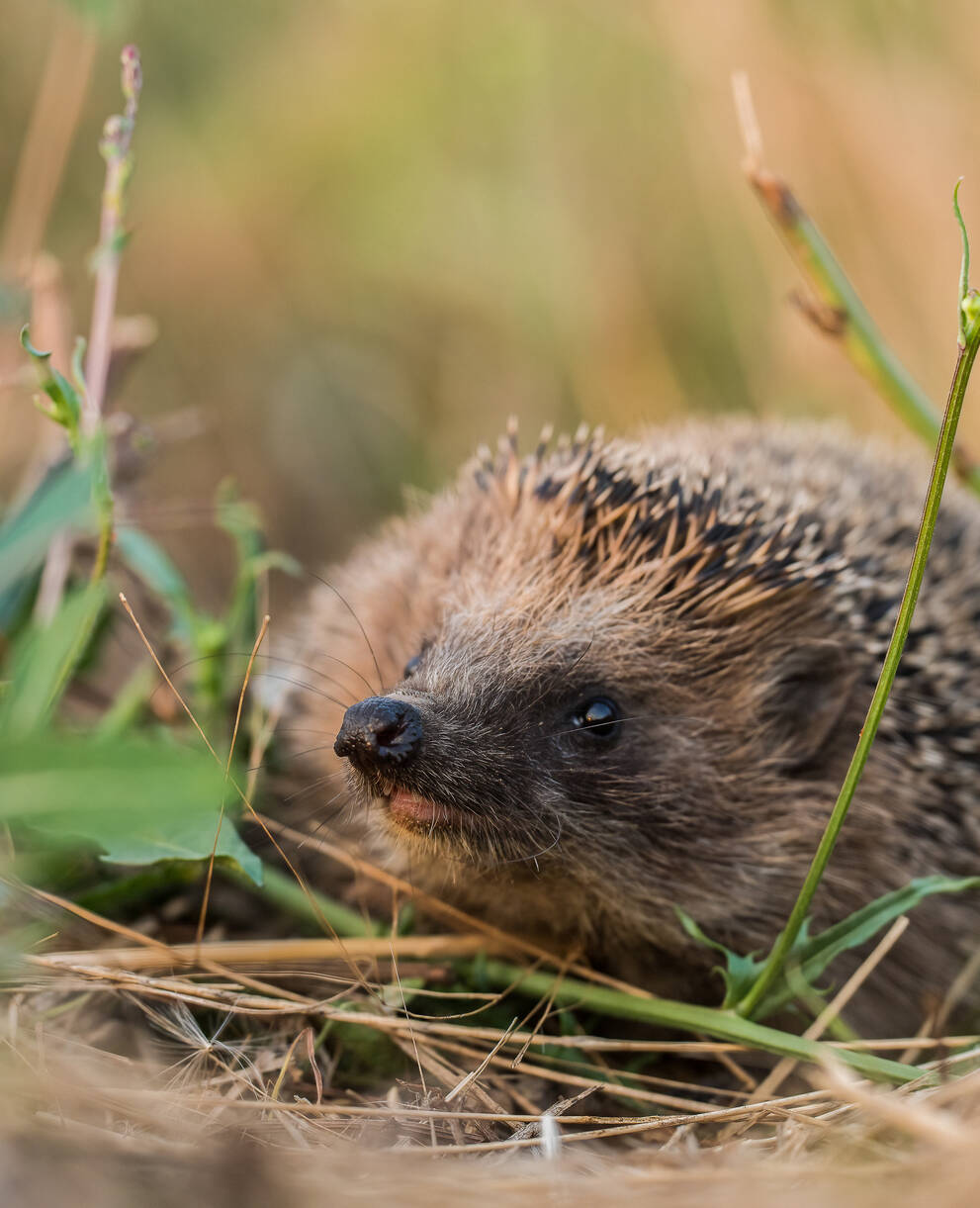 Pro Natura wählt den Igel (Braunbrustigel, Erinaceus europaeus) zum Tier des Jahres 2026. Er soll Private und Gemeinden dazu «anstacheln», Gärten und Grünräume igel- und naturfreundlich zu gestalten.
