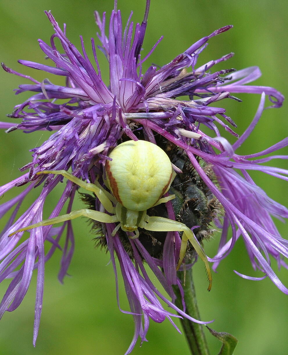 Veränderliche Krabbenspinne (Misumena vatia)