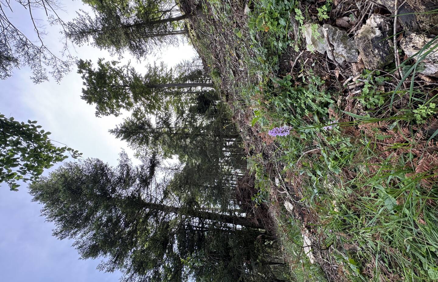 Waldweide in Herbetswil