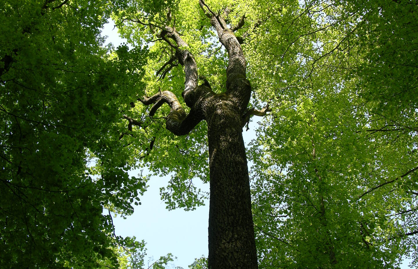 Alte Eiche - bietet Lebensraum für sehr viele Tierarten