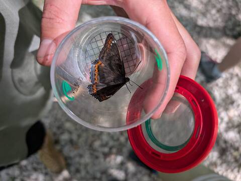 Insekten